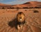 Lion walking on the desert at sunset great king of the anima