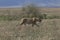 Lion walking down  Ngorongoro National Park, Tanzania.