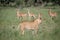 Lion walking in front of a herd of Impalas.