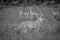 Lion walking in front of a herd of Impalas.