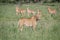 Lion walking in front of a herd of Impalas.