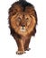 Lion walking and looking at camera isolated at white