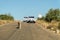 Lion walking in the middle of street in front of cars, Kruger National Park, South Africa