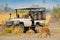 Lion walking on the road with car and people in Okavango delta, Botswana, Africa. Animal behaviour in the nature habitat,