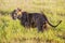 A lion walking a savanna in a park of taita hills at sunrise