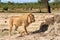 Lion walking on the the savannah in Hwange