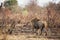 Lion walking in savannah in Kruger National park