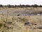 Lion walking at water hole Etosha nationalpark Namibia, Africa