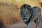 Lion walking in Welgevonden Game Reserve South Africa