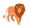 Lion walking. Wild feline animal with shaggy mane, hairy head going and looking ahead. African male leo, jungle king