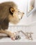 Lion Washing Paws in Bathroom In Front of Mirror