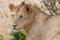 Lion watchful in the grasslands on the Masai Mara, Kenya Africa