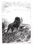 Lion watching Dick Sand, vintage engraving