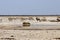 Lion at the waterhole - Namibia Africa