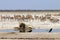 Lion at the waterhole - Namibia Africa