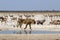 Lion at the waterhole - Namibia Africa