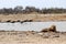 Lion at the waterhole - Namibia Africa