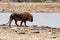 Lion at the waterhole - Namibia Africa