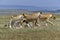 Lion wedding in the savannah of Africa