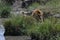 Lion wedding in the savannah of Africa, Kenia