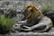 Lion wedding in the savannah of Africa, Kenia