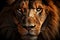 Lion white africa dark portrait predator animal nature big strength cat face