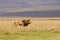 Lion in wide Serengeti landscape