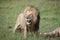 Lion wild dangerous mammal africa savannah Kenya