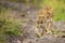 Lion in wild in Kruger South Africa