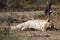 Lion in wild South Africa