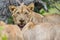 Lion in wild South Africa