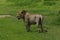 Lion wildafrica savannah Kenya