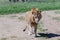 Lion Wildlife