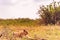 Lion Wildlife Animals Savannah Grassland Wilderness In Nairobi National Park Kenya East Africa Fields Meadows Environment Nature