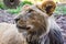 Lion at the Woodland Park Zoo