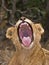 Lion Yawn