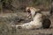 Lion yawn in wild South Africa