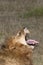 Lion yawning with relish