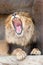 Lion yawns