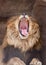 Lion yawns