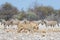 Lion and Zebras running away, defocused in the background. Wildlife safari in the Etosha National Park, Namibia, Africa.