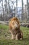 Lion at the zoo in Warsaw