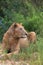 Liones resting under a tree in the African savanna