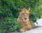 Liones resting under a tree in the African savanna