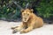 Liones resting under a tree in the African savanna