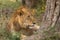 Liones resting under a tree in the African savanna