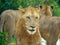 Liones resting under a tree in the African savanna