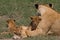 Lioness and 3 cubs - Panthera leo