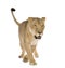 Lioness (8 years) - Panthera leo