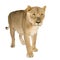 Lioness (8 years) - Panthera leo